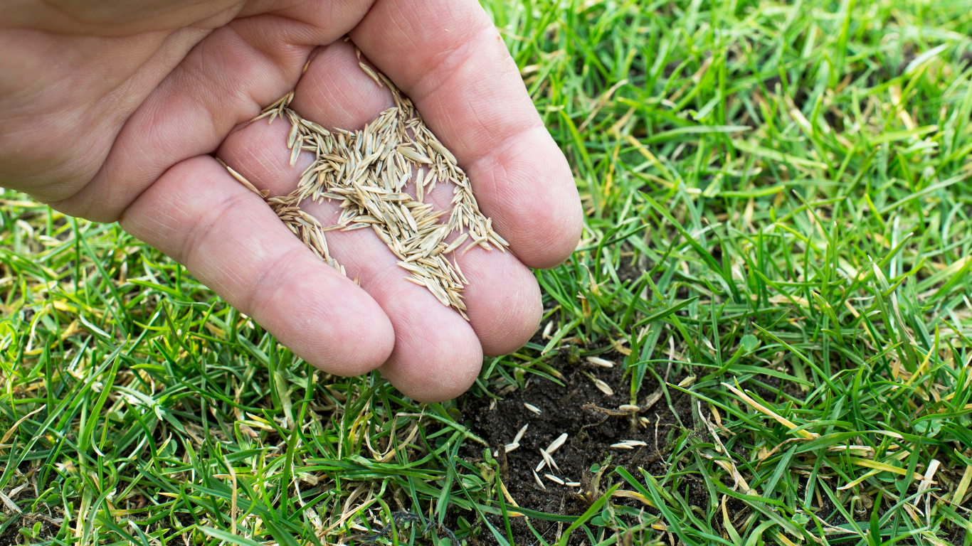 How long does grass seed take to grow